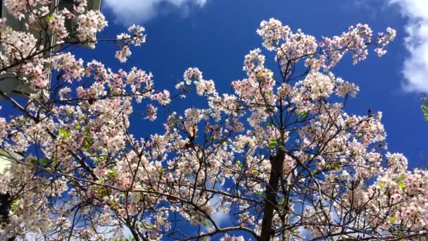 Cherry Blossom Sunny Day Santa Cruz California Usa — Stock Video