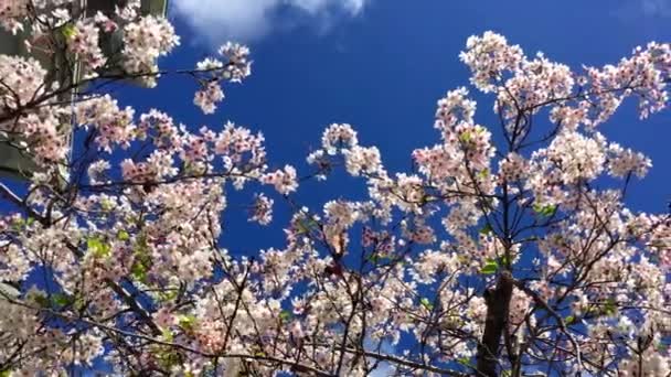 Ανθισμένες Κερασιές Μια Ηλιόλουστη Μέρα Στη Santa Cruz Καλιφόρνια Ηπα — Αρχείο Βίντεο