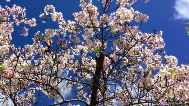 カリフォルニア州サンタクルスの晴れた日の桜 — ストック動画