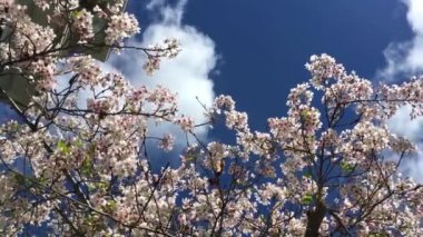 Santa Cruz, Kaliforniya 'da güneşli bir günde kiraz çiçeği, ABD