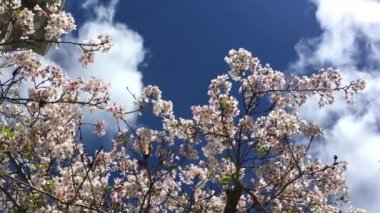 Santa Cruz, Kaliforniya 'da güneşli bir günde kiraz çiçeği, ABD