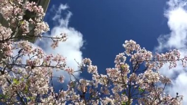 Santa Cruz, Kaliforniya 'da güneşli bir günde kiraz çiçeği, ABD