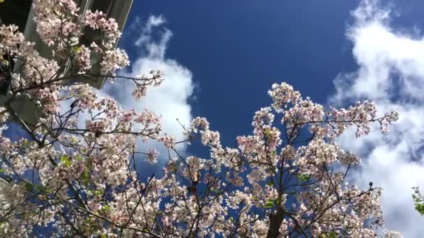 Flor Cerejeira Dia Ensolarado Santa Cruz Califórnia Eua — Vídeo de Stock