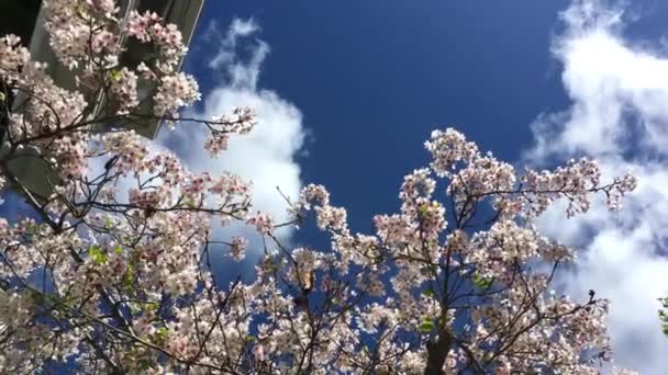 美国加利福尼亚州圣克鲁斯市的一个阳光灿烂的日子 樱花盛开 — 图库视频影像