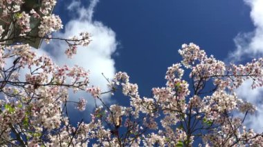 Santa Cruz, Kaliforniya 'da güneşli bir günde kiraz çiçeği, ABD