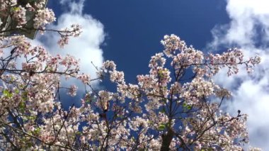Santa Cruz, Kaliforniya 'da güneşli bir günde kiraz çiçeği, ABD