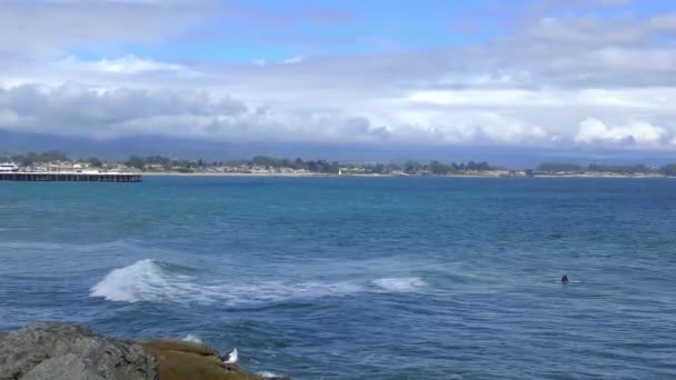 Surfeurs Non Identifiés Santa Cruz Pleasure Point Sur Nord Baie — Video