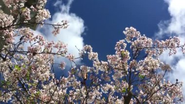 Santa Cruz, Kaliforniya 'da güneşli bir günde kiraz çiçeği, ABD