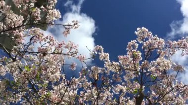 Santa Cruz, Kaliforniya 'da güneşli bir günde kiraz çiçeği, ABD