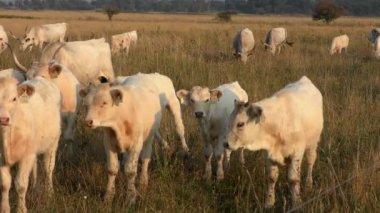 longhorn cows grazing in a field