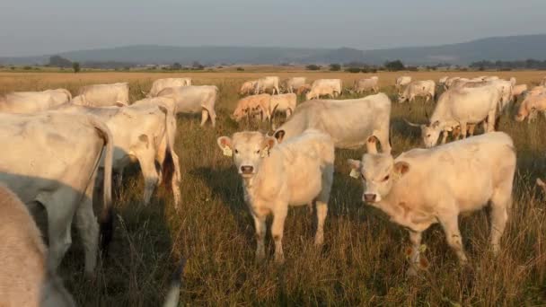 Longhorn Cows Grazing Field — Vídeo de Stock