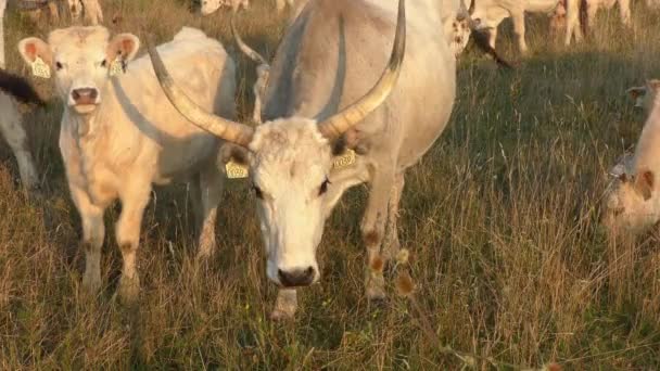 Longhorn Cows Grazing Field — Wideo stockowe