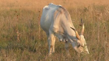 longhorn cows grazing in a field