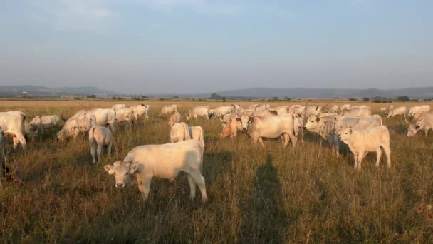 Longhorn Cows Grazing Field — Stok Video