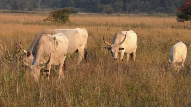 Longhorn Cows Grazing Field — Wideo stockowe