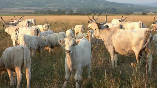 Longhorn Cows Grazing Field — Wideo stockowe
