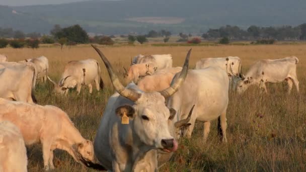 Longhorn Cows Grazing Field — Stok video