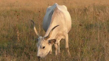 longhorn cows grazing in a field