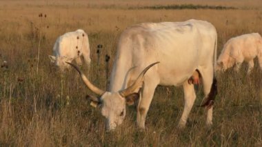 longhorn cows grazing in a field