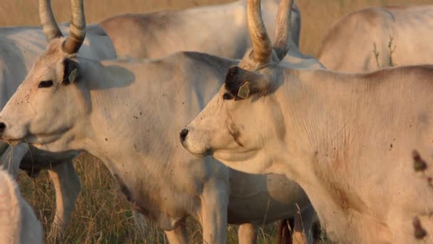 Longhorn Cows Grazing Field — 비디오