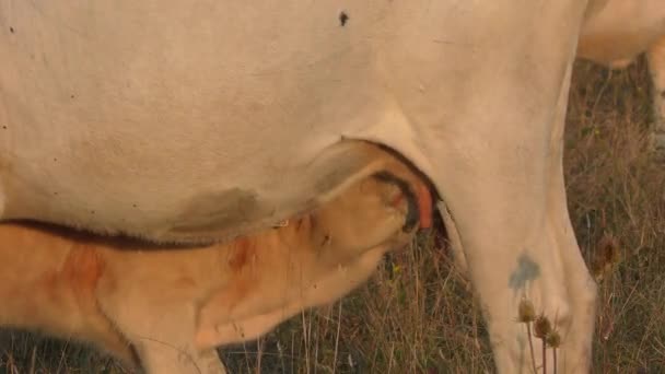 Das Kalb Saugt Auf Dem Hof Milch Von Der Kuh — Stockvideo