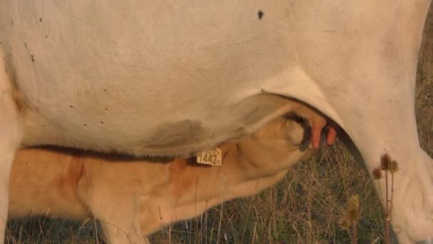 Het Kalf Zuigt Melk Van Koe Boerderij — Stockvideo