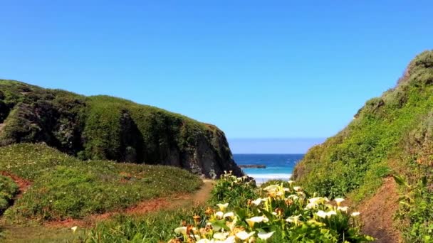 Océan Pacifique Dans Région Big Sur Calla Lilly Valley Californie — Video