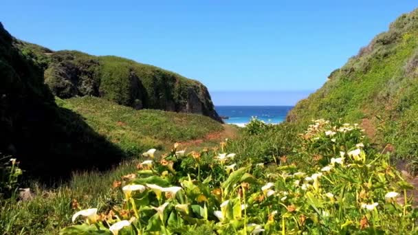 Pacific Ocean Big Sur Area Cala Lilly Valley カリフォルニア州 アメリカ — ストック動画