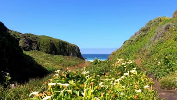 Océan Pacifique Dans Région Big Sur Calla Lilly Valley Californie — Video