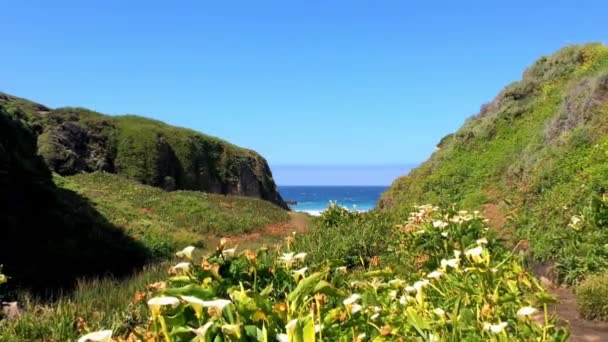 Océan Pacifique Dans Région Big Sur Calla Lilly Valley Californie — Video