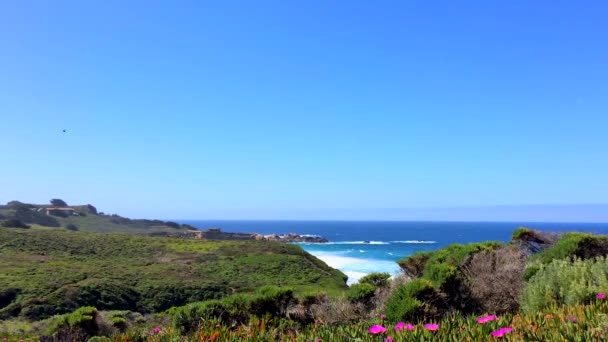 Oceano Pacífico Área Big Sur Calla Lilly Valley Califórnia Eua — Vídeo de Stock