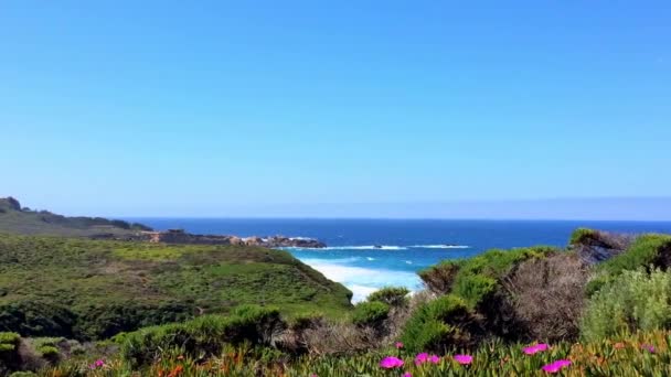 Tichý Oceán Oblasti Big Sur Calla Lilly Valley Kalifornie Usa — Stock video