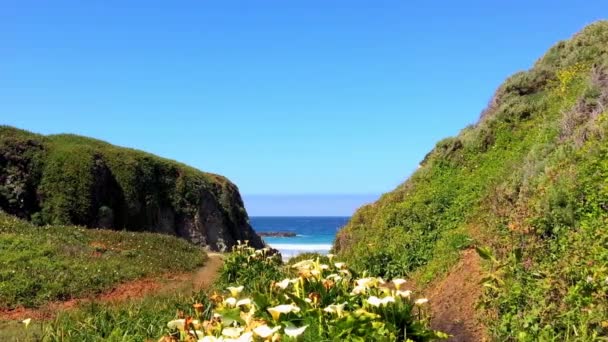 Ειρηνικός Ωκεανός Στην Περιοχή Big Sur Calla Lilly Valley Καλιφόρνια — Αρχείο Βίντεο