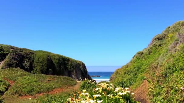 Csendes Óceán Big Sur Területen Calla Lilly Valley Kalifornia Usa — Stock videók