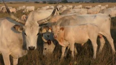 longhorn cows grazing in a field