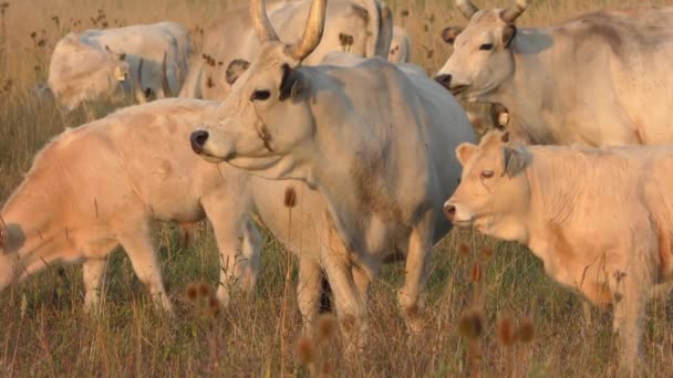 Longhorn Cows Grazing Field — Stockvideo