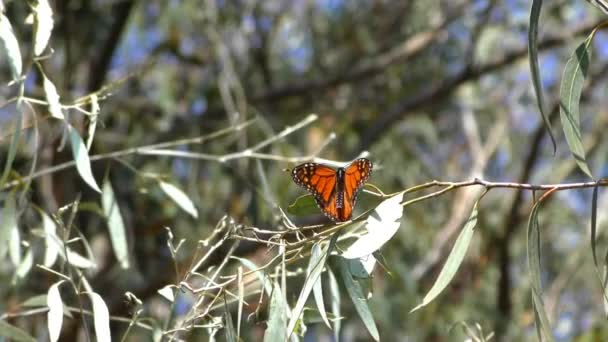 Monarch-Schmetterlinge vom Monarch-Schmetterlingspfad im Naturbrücken-staatlichen Strandschutzgebiet in Santa Cruz, Kalifornien, USA aus gesehen