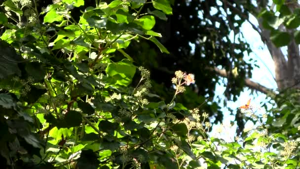 Monarch Butterflies Seen Monarch Butterfly Trail Natural Bridges State Beach — Video Stock