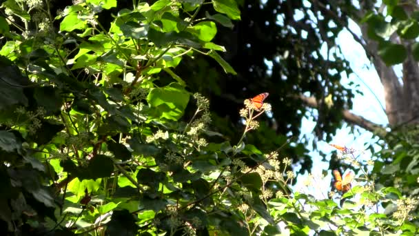 Monarch Butterflies Seen Monarch Butterfly Trail Natural Bridges State Beach — Stock video