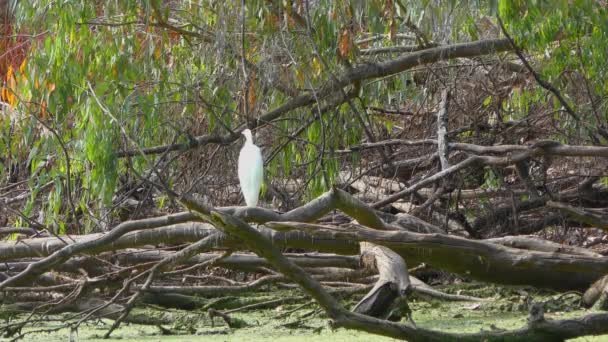 White Heron Nella Palude Natural Bridges State Beach Sanctuary Santa — Video Stock