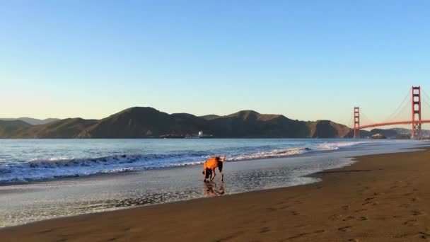 Golden Gate Bridge Vista Baker Beach Pôr Sol São Francisco — Vídeo de Stock