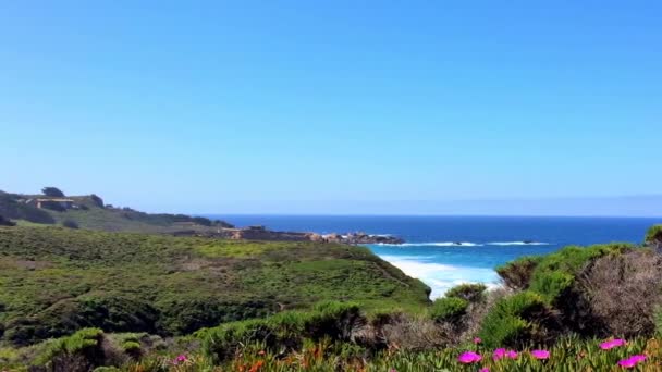 Csendes Óceán Big Sur Területen Calla Lilly Valley Kalifornia Usa — Stock videók