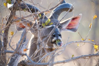 Güney Afrika Kruger Ulusal Parkı 'nda İmpala Antilopları