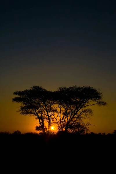 Afrikansk Solnedgång Kruger National Park Sydafrika — Stockfoto