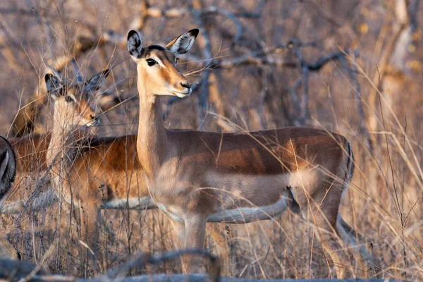 Impala Antelopes Parque Nacional Kruger África Sul — Fotografia de Stock