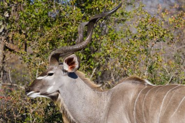 Güney Afrika Kruger Ulusal Parkı 'nda İmpala Antilopları
