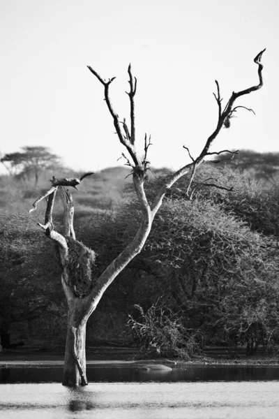 Svart Och Vit Bild Zebra Savannen Namibia — Stockfoto