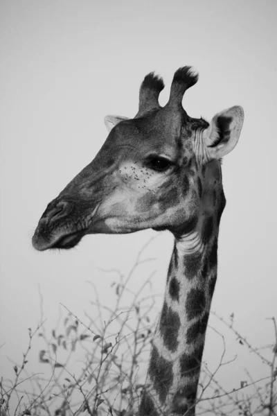 Girafe Dans Parc National Kruger Afrique Sud Une Des Grandes — Photo