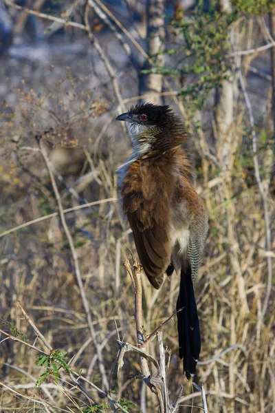 南非克鲁格国家公园中的Burchells Coucal Central Ropus Burchelli — 图库照片