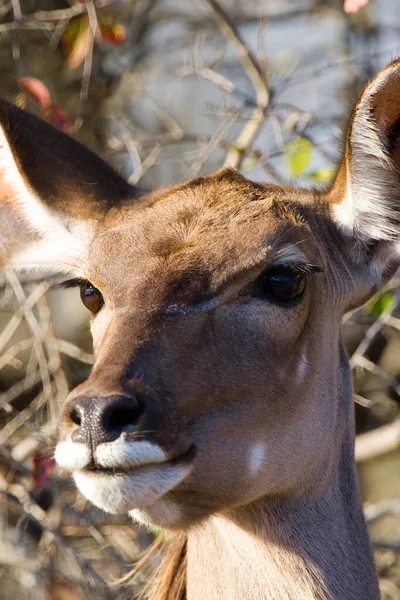 Close Van Een Jong Hert — Stockfoto